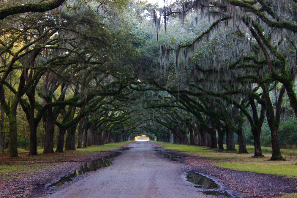 Wormsloe. Live oak lined dirt path with spanish moss and rain puddles