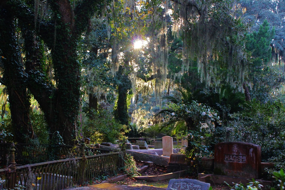 Bonaventure cemetery. Gravestones with the sun shining through trees covered in spanish moss