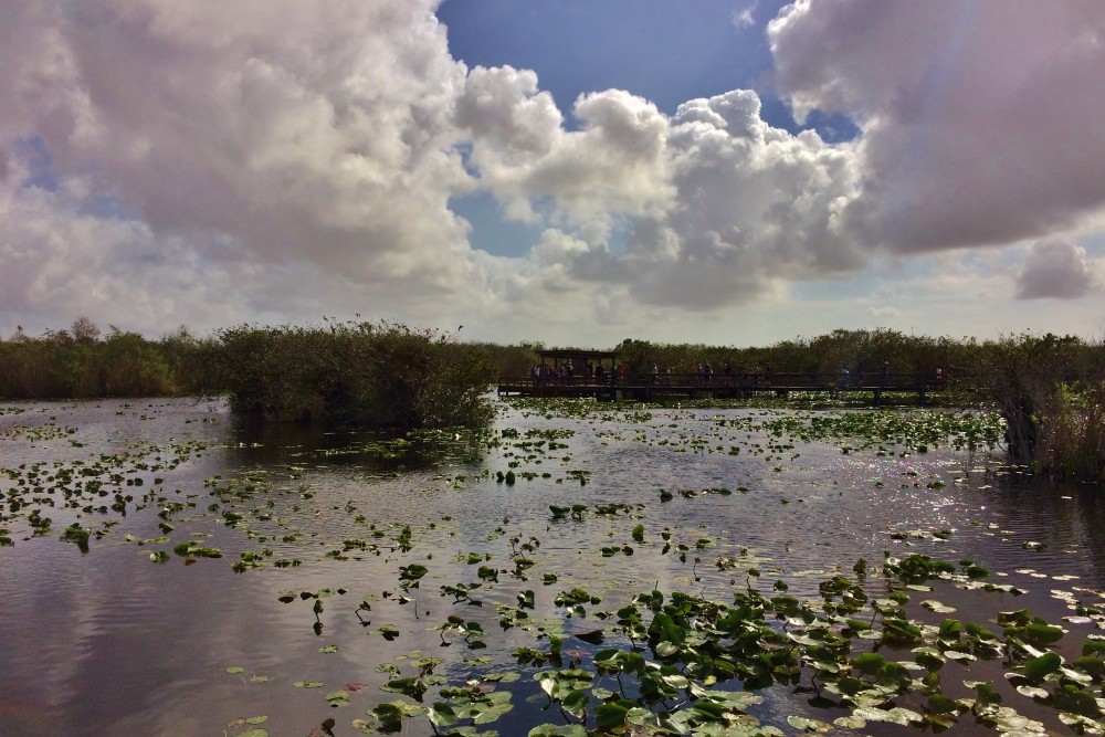 Swampy overlook in the everglades with lots of lily pads