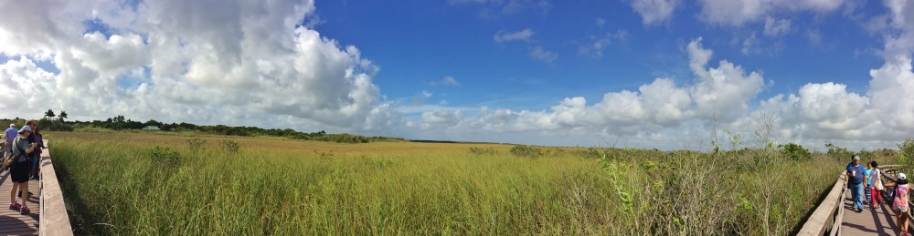 Boardwalk in a grassy area of the everglades