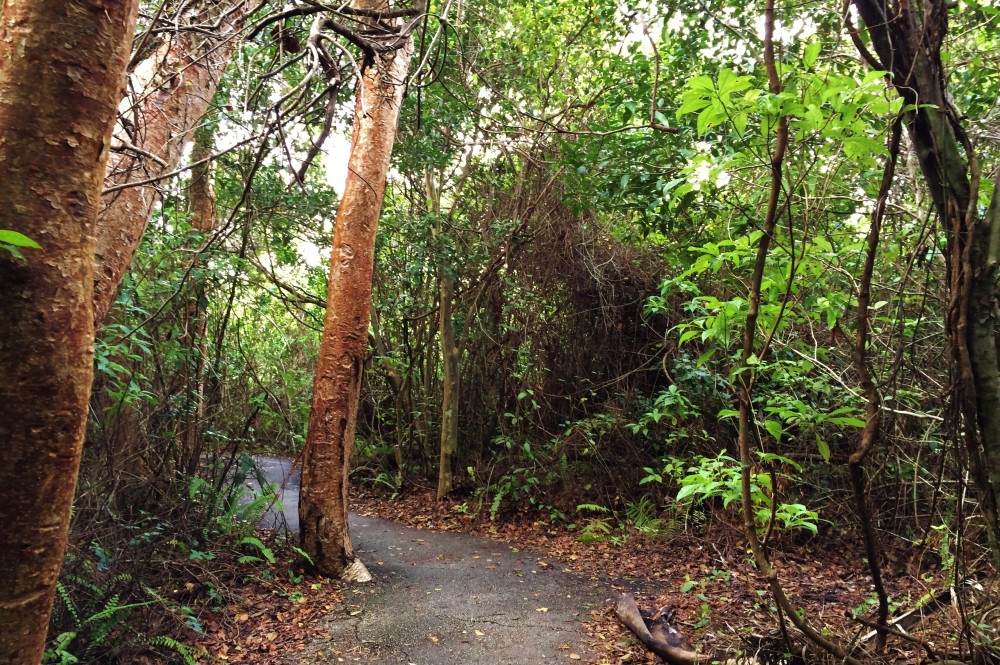 Path through dense and lush forest in the everglades