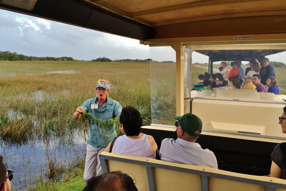 Tram guide showing vegetation in the everglades with swamp in the background and tram in the foreground 