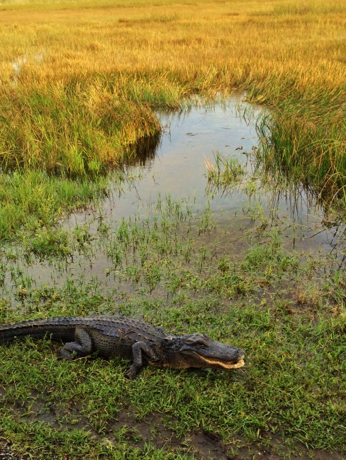 Alligator in a swampy area in the everglades