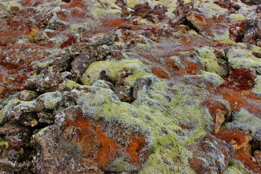 Green moss on lava rock, Reykjanes Peninsula