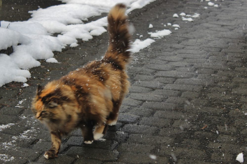Reykjavik cat walking down snowy road