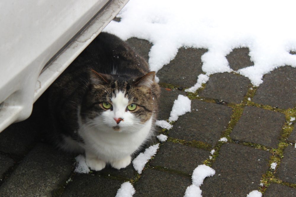 Reykjavik cat in the snow