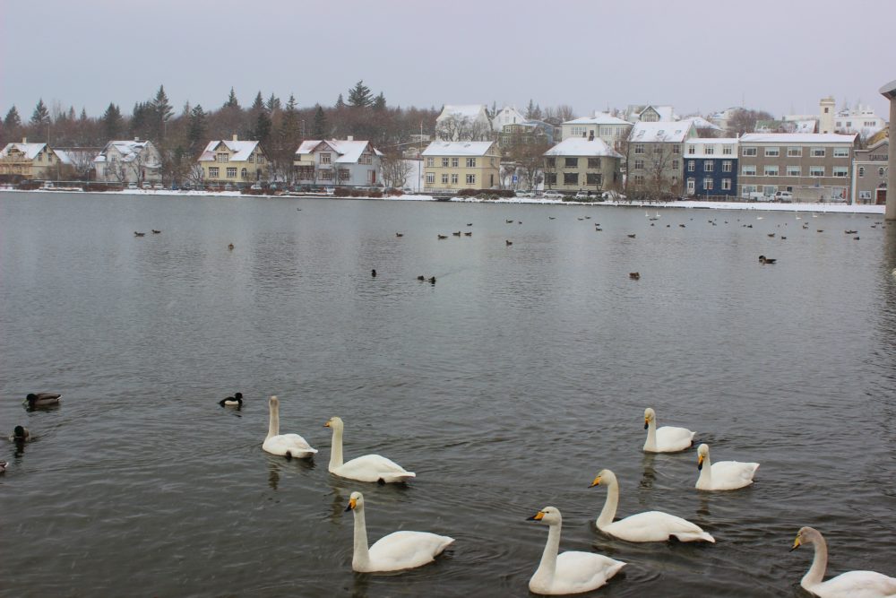 Swans and ducks in lake Reykjavíkurtjörnin next to the Reykjavik City Hall
