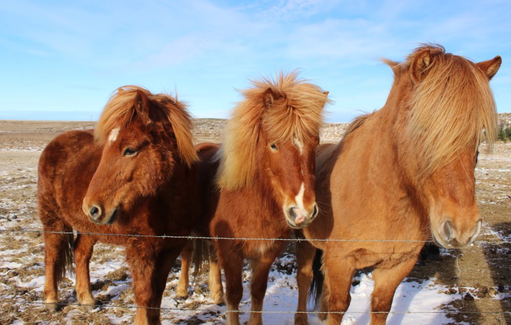 3 Icelandic horses in a pasture