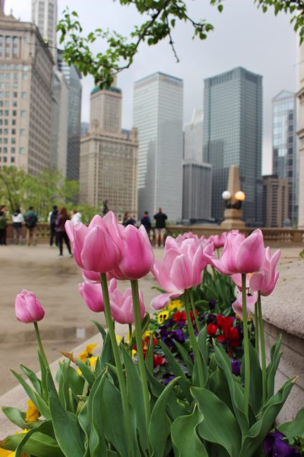 Springtime in Chicago with pink tulips and skyline