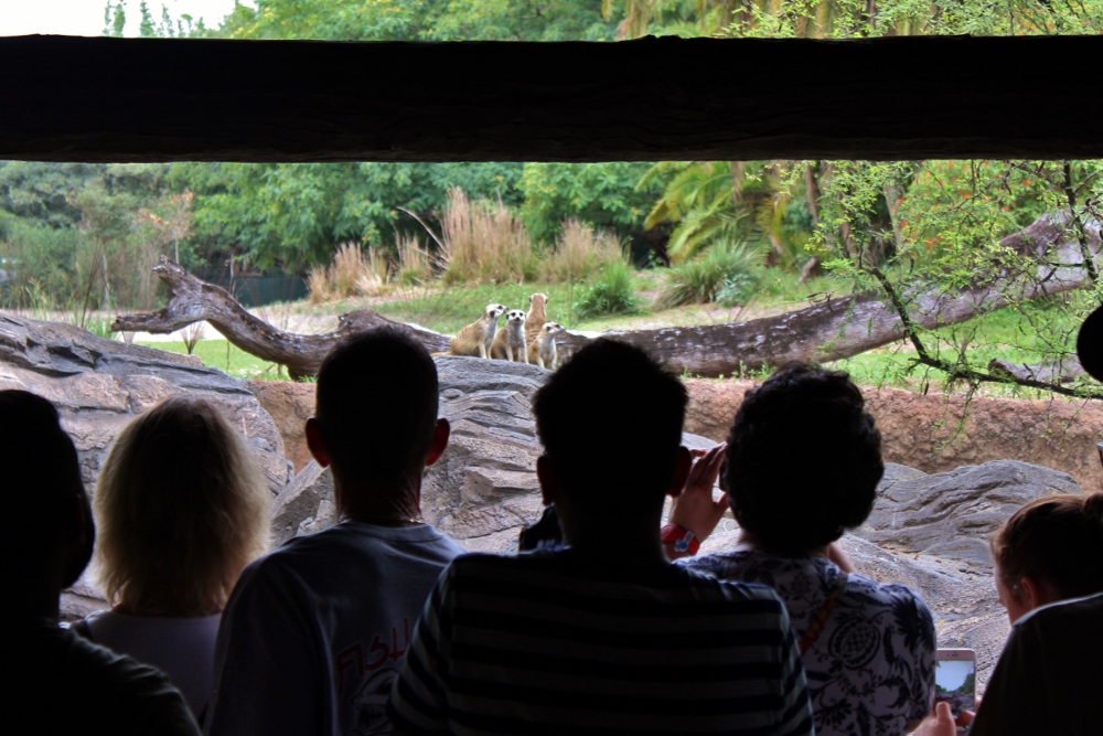 Disney Animal Kingdom Gorilla Falls Exploration Trail