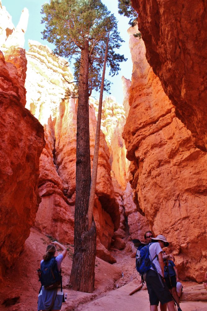 Bryce Canyon National Park: Navajo Loop Trail