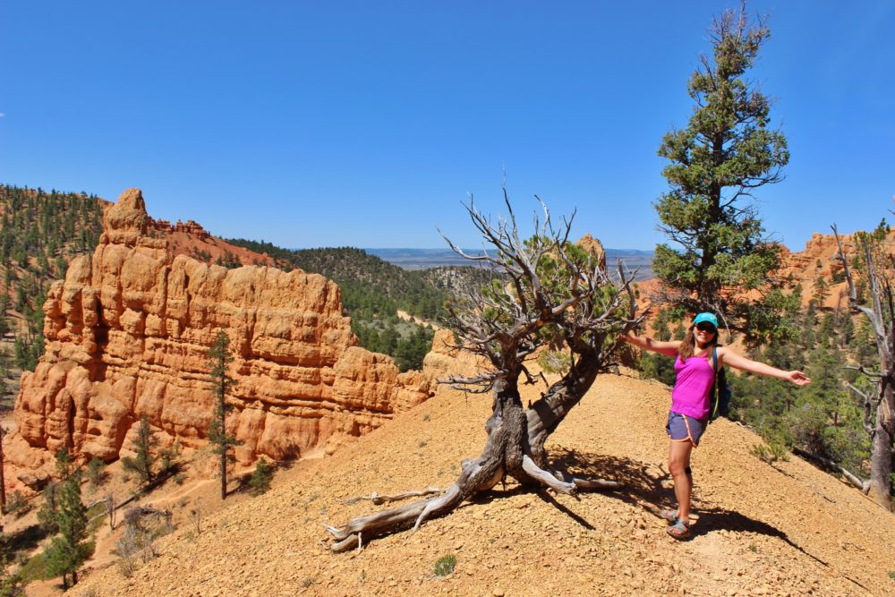 Dixie National Forest: Red Canyon