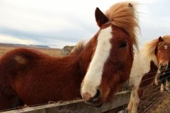 Icelandic Horse