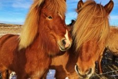 Icelandic Horse