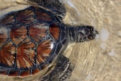 Cape Hatteras National Seashore