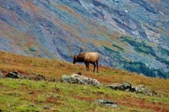 Rocky Mountain National Park