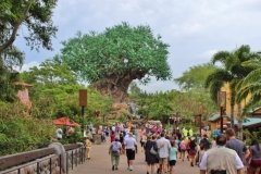 Animal Kingdom