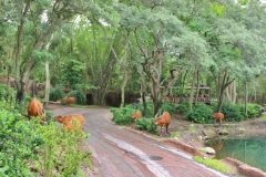Animal Kingdom