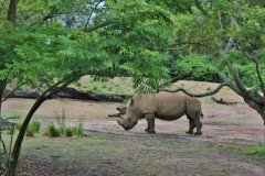 Animal Kingdom