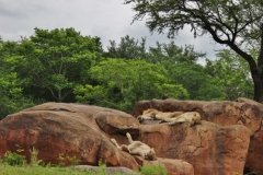 Animal Kingdom