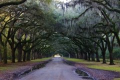 Oak-lined avenue at Wormsloe