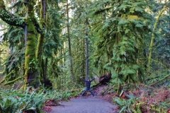 Snoqualmie Falls Area