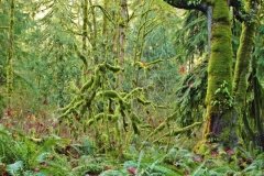 Snoqualmie Fall Area