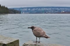 Stanley Park