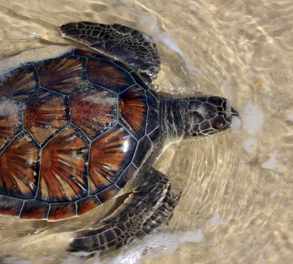 SeaTurtle, travel photography tips