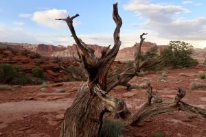 Capitol Reef National Park